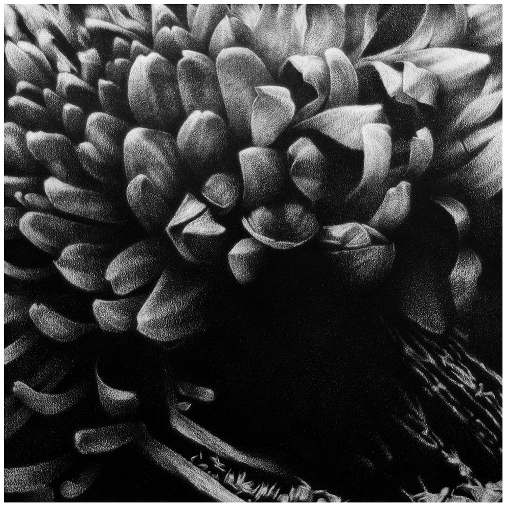 Pencil drawing